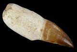 Fossil Rooted Mosasaur (Prognathodon) Tooth - Morocco #116878-1